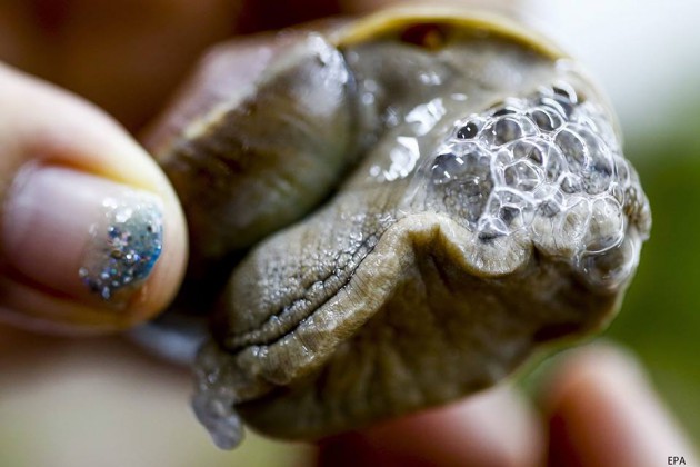 Siam-Snail-3-630x420