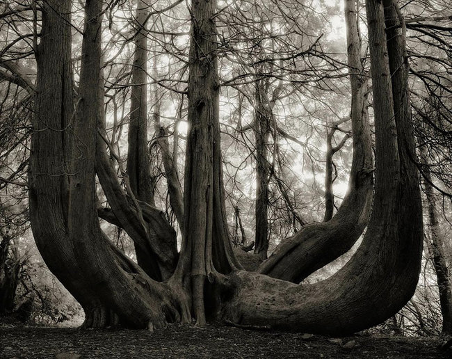 tree14