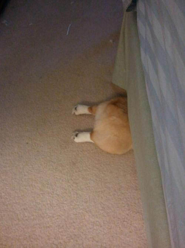 dog3