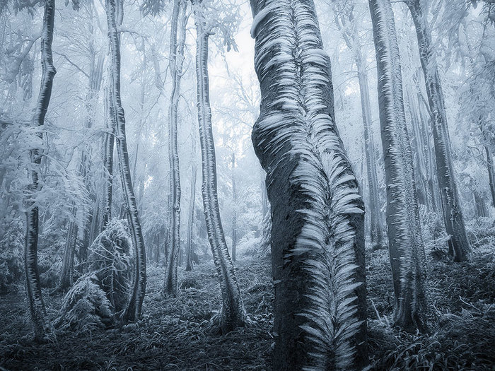 beautiful-mysterious-forests-5__880