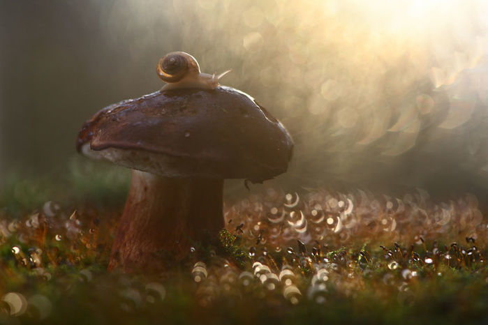 macro18