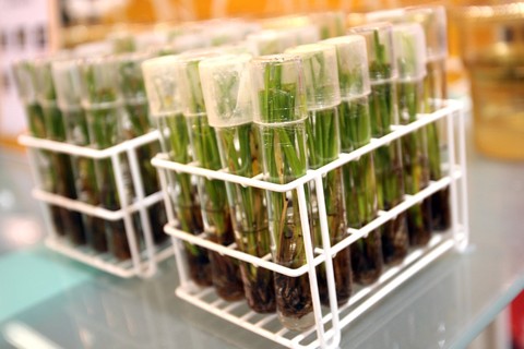 遺伝子組み替え食品