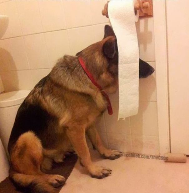 dog1