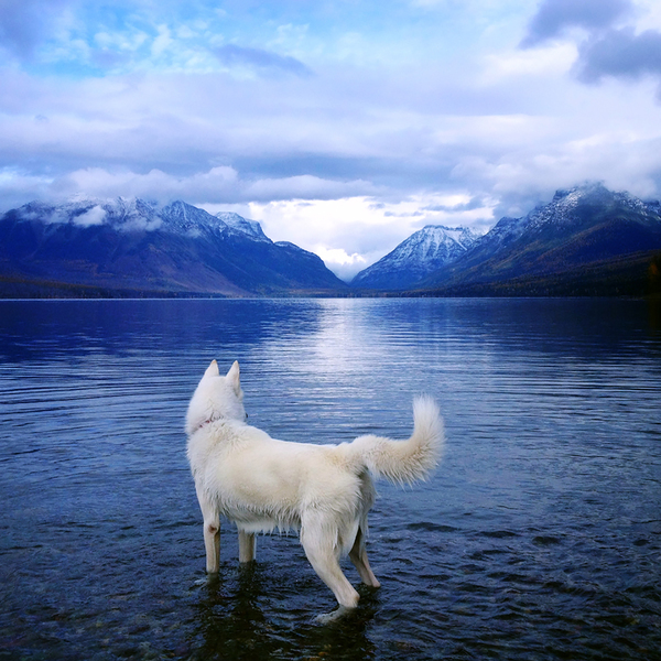 canine8