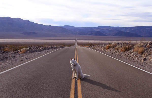 canine11