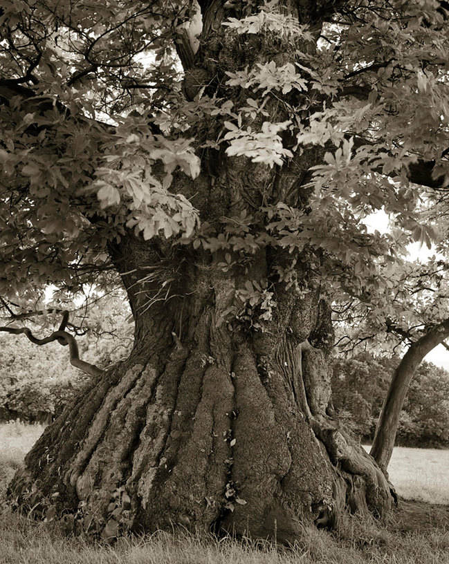 tree13