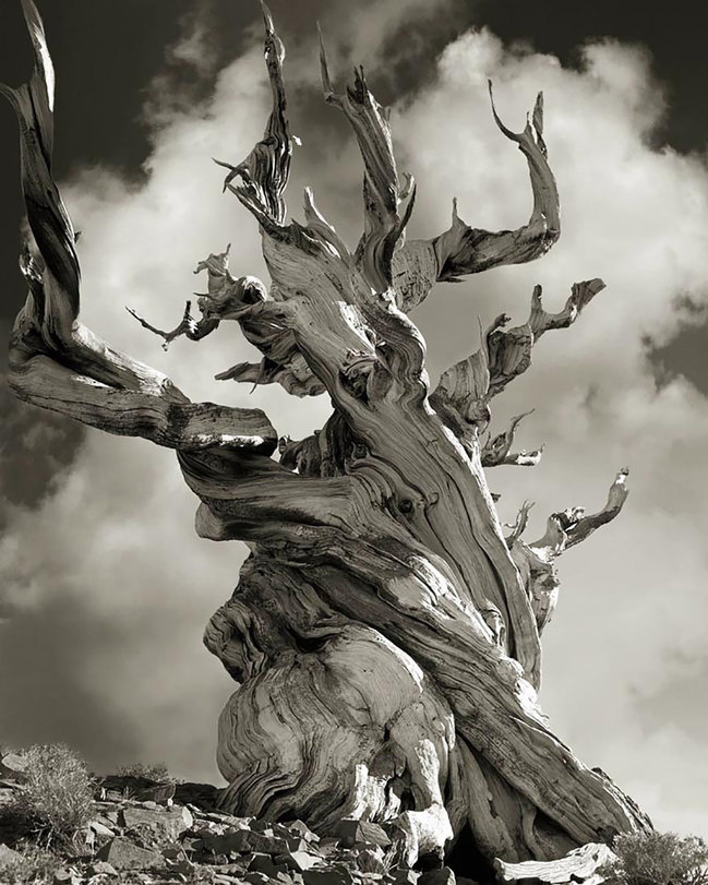 tree15