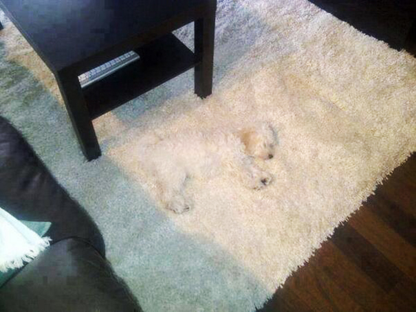 dog4
