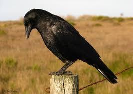 karasu