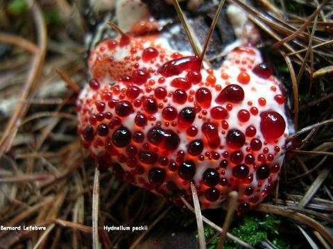 Hydnellum peckii