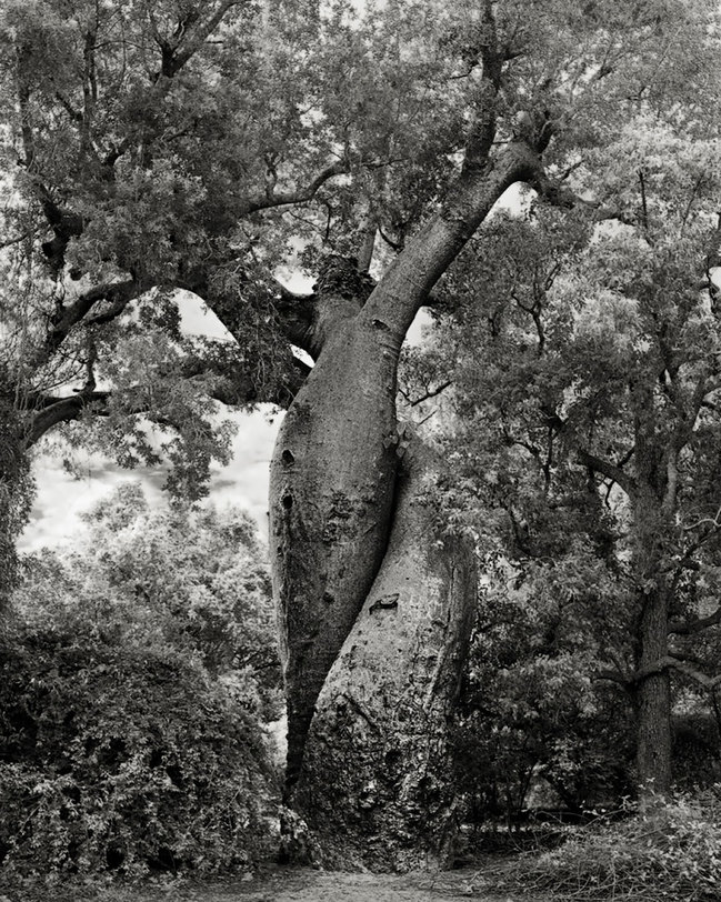 tree20