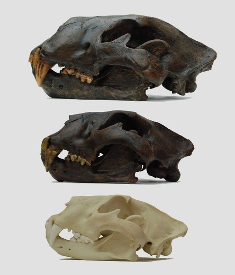 6339_american__cave__african_lion_big