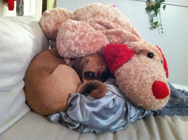 dog8