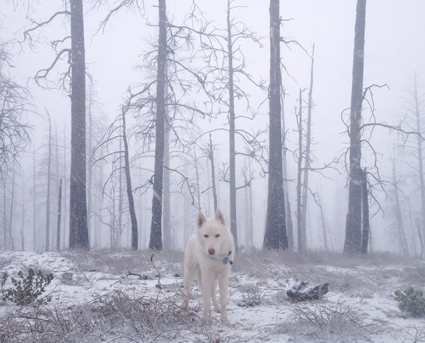 canine3