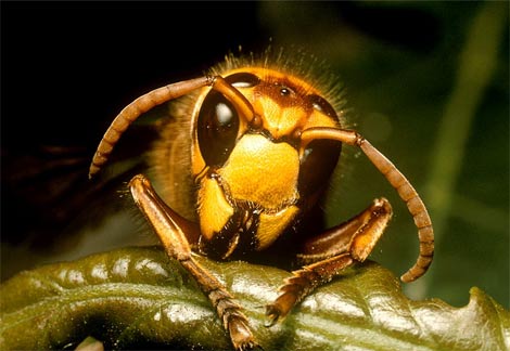 hornet
