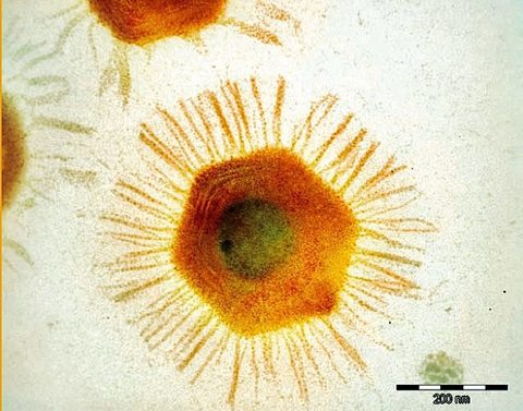 mimivirus