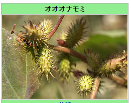 8fb7798e