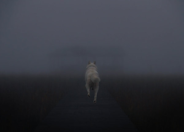 canine9