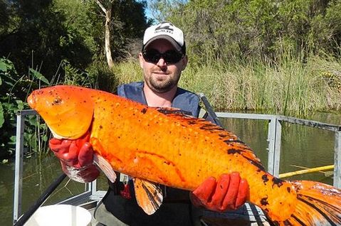 Koi-carp
