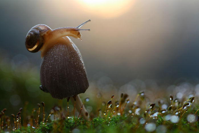 macro20