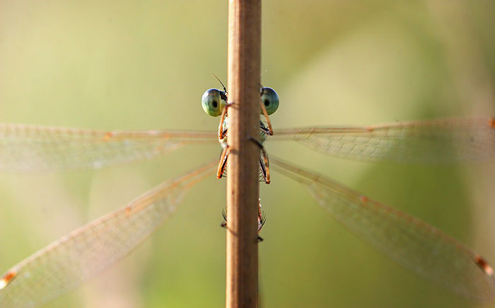 macro13