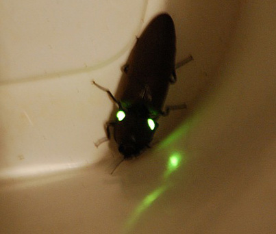 glowing_click_beetle_brad_2