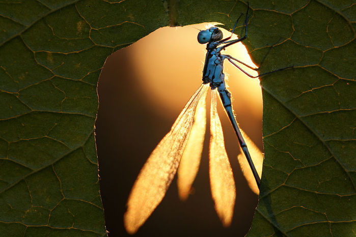 macro16