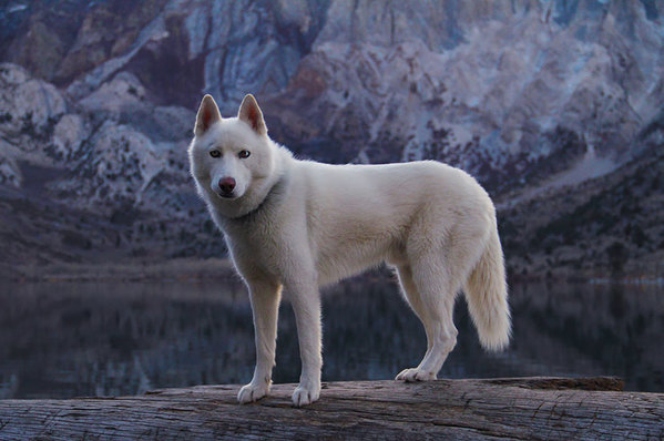 canine6