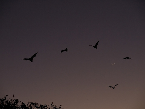 5bats