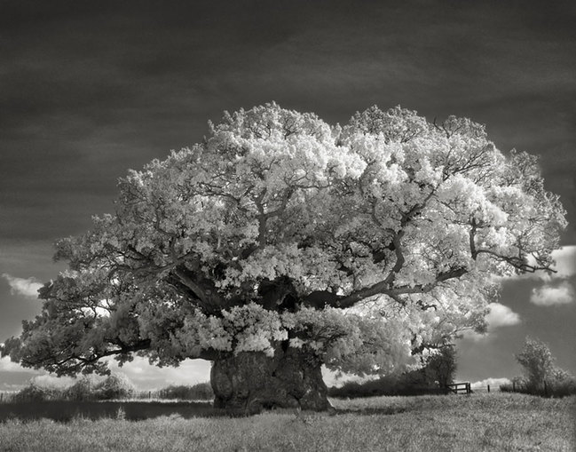 tree5