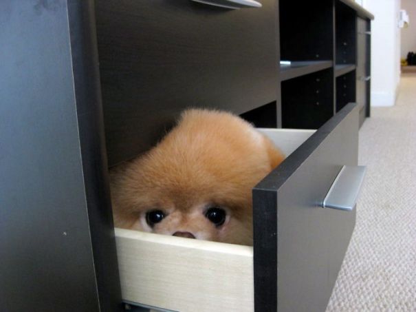 dog7