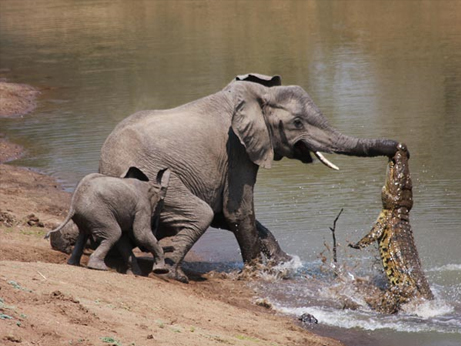 elephant-vs-alligator-fight-1_28154_big