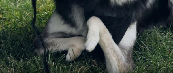 キャプチャ