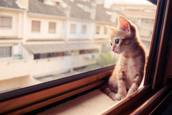 feline1