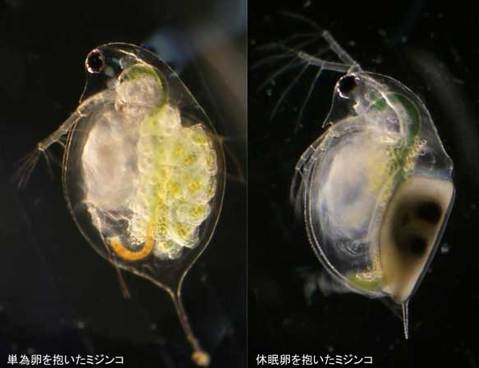l_sk_tohoku_01