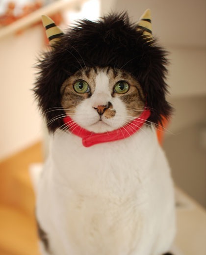 neko5