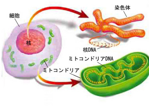 mtDNA1-thumb