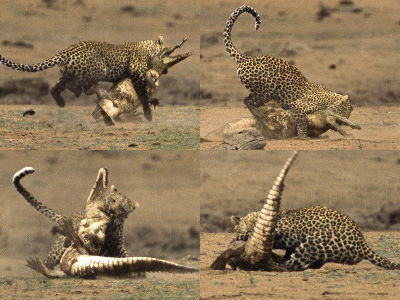leopard00_m