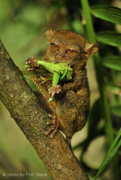 tarsier_2-280