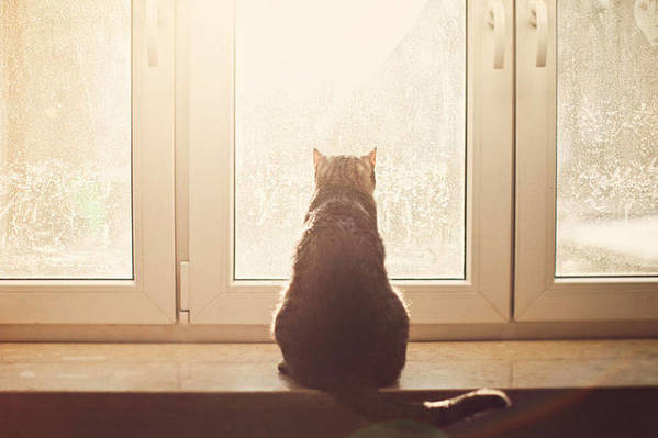 feline7