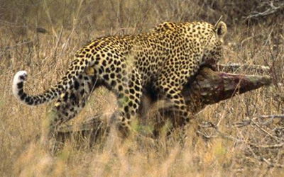 leopard8_m