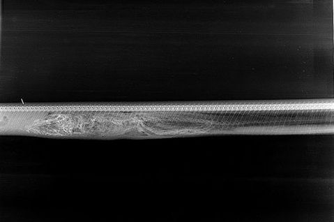 A-Python-Breaking-Down-An-Alligator (2)