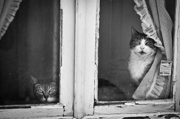 feline3