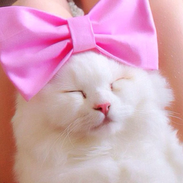 Instagram-sir_silas_kitty4
