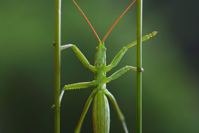 macro3