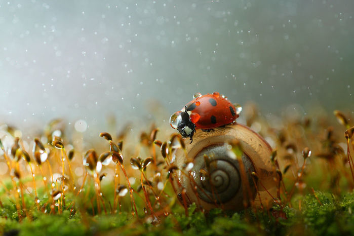 macro2