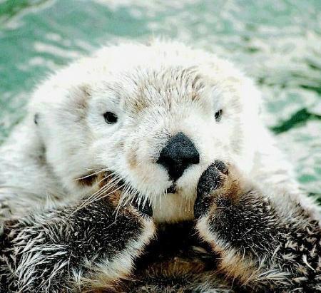 otter_20080924213506