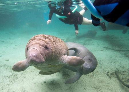 異例すぎる救出作業 大群で排水管に詰まったのは ﾟ ﾟ ゞカガクニュース隊