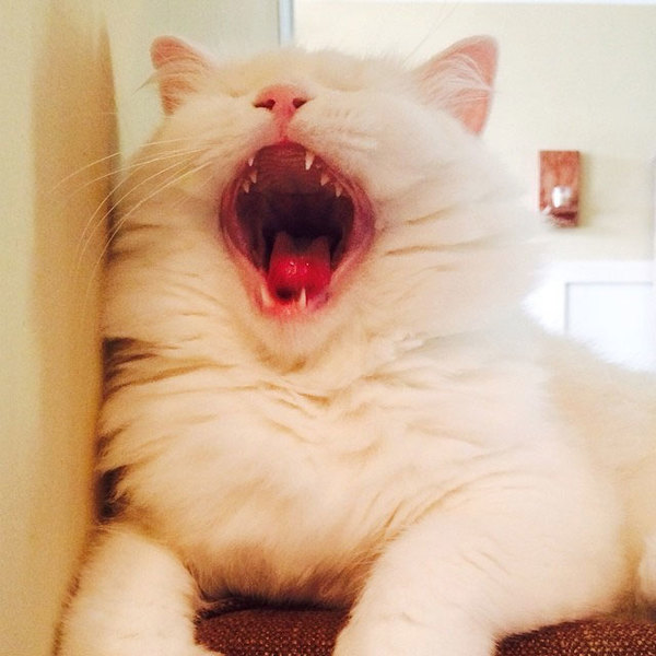 Instagram-sir_silas_kitty5