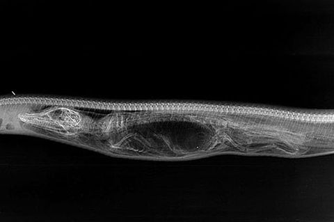 A-Python-Breaking-Down-An-Alligator (1)